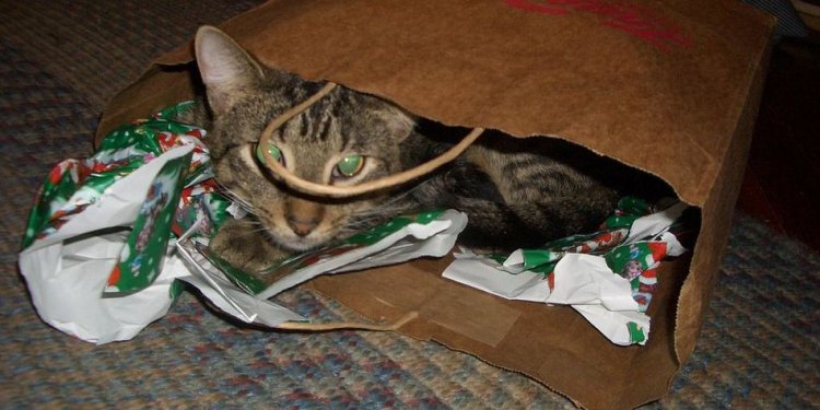 10 Kittens Who Shopped Till