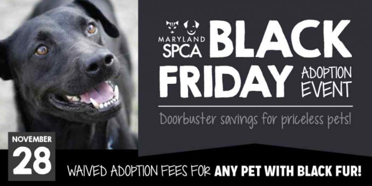 Black Friday Pet Adoption