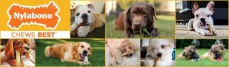 black friday, animal tresses vacuum, well animal machine, dog products, animal shop, dog toys, dog goodies