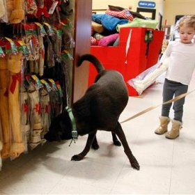 Image: your dog sniffs away some Black Friday discounts at a Dallas PetSmart