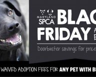 Black Friday Pet Adoption