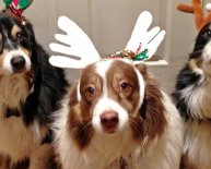 Black Friday Pet deals