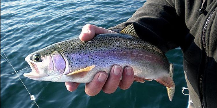 Black Friday Fishing