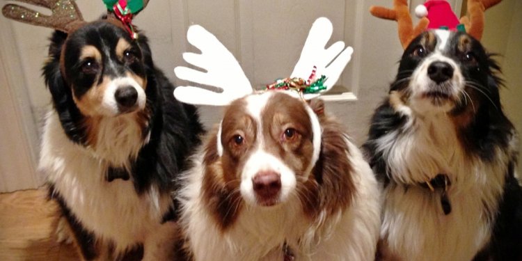 Black Friday Pet deals